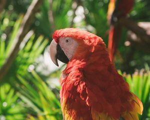 Preview wallpaper macaw, parrot, colorful, bird