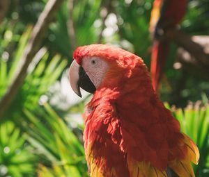 Preview wallpaper macaw, parrot, colorful, bird