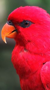 Preview wallpaper macaw, parrot, red, bright