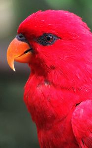 Preview wallpaper macaw, parrot, red, bright