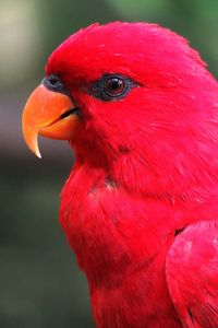 Preview wallpaper macaw, parrot, red, bright