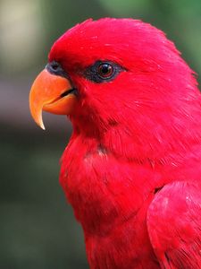 Preview wallpaper macaw, parrot, red, bright