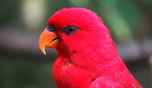 Preview wallpaper macaw, parrot, red, bright