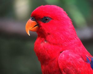 Preview wallpaper macaw, parrot, red, bright