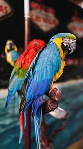 Preview wallpaper macaw, parrots, birds, colorful