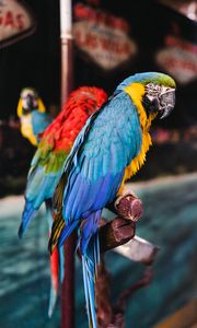 Preview wallpaper macaw, parrots, birds, colorful