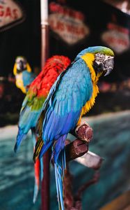 Preview wallpaper macaw, parrots, birds, colorful