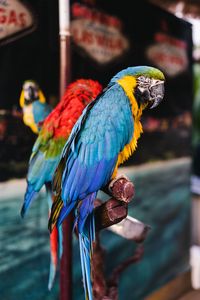 Preview wallpaper macaw, parrots, birds, colorful