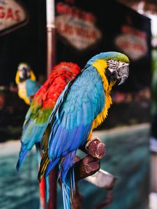 Preview wallpaper macaw, parrots, birds, colorful