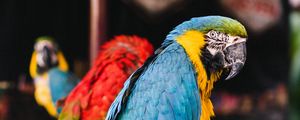 Preview wallpaper macaw, parrots, birds, colorful