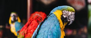 Preview wallpaper macaw, parrots, birds, colorful