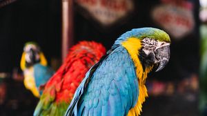 Preview wallpaper macaw, parrots, birds, colorful