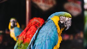 Preview wallpaper macaw, parrots, birds, colorful