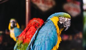 Preview wallpaper macaw, parrots, birds, colorful