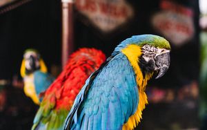 Preview wallpaper macaw, parrots, birds, colorful