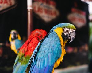 Preview wallpaper macaw, parrots, birds, colorful