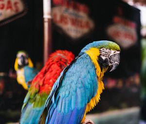 Preview wallpaper macaw, parrots, birds, colorful