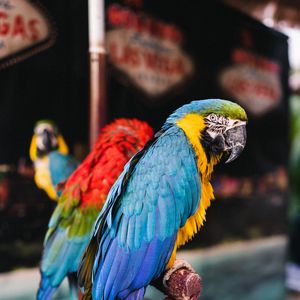 Preview wallpaper macaw, parrots, birds, colorful