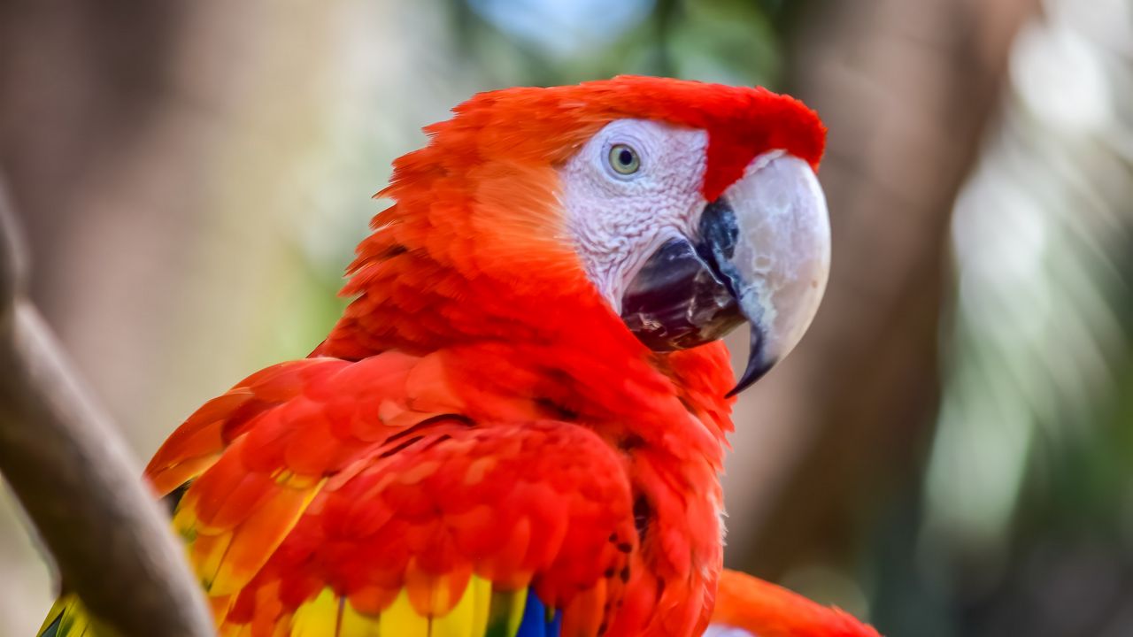 Wallpaper macaw, parrots, birds, colorful, wildlife