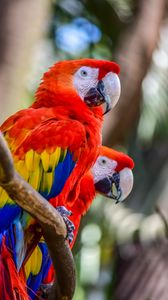 Preview wallpaper macaw, parrots, birds, colorful, wildlife