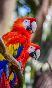 Preview wallpaper macaw, parrots, birds, colorful, wildlife