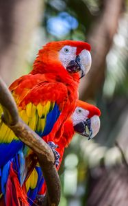 Preview wallpaper macaw, parrots, birds, colorful, wildlife
