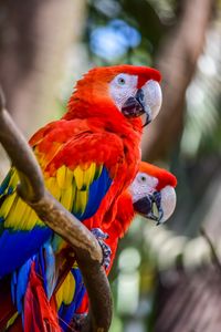 Preview wallpaper macaw, parrots, birds, colorful, wildlife