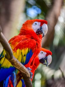 Preview wallpaper macaw, parrots, birds, colorful, wildlife