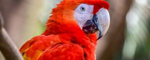 Preview wallpaper macaw, parrots, birds, colorful, wildlife