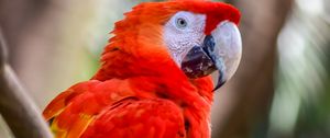 Preview wallpaper macaw, parrots, birds, colorful, wildlife