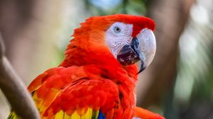 Preview wallpaper macaw, parrots, birds, colorful, wildlife