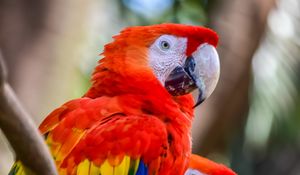 Preview wallpaper macaw, parrots, birds, colorful, wildlife