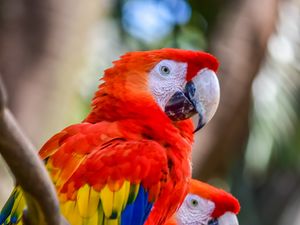 Preview wallpaper macaw, parrots, birds, colorful, wildlife