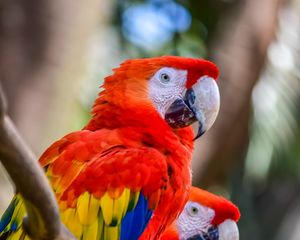 Preview wallpaper macaw, parrots, birds, colorful, wildlife