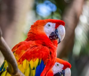 Preview wallpaper macaw, parrots, birds, colorful, wildlife