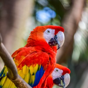 Preview wallpaper macaw, parrots, birds, colorful, wildlife