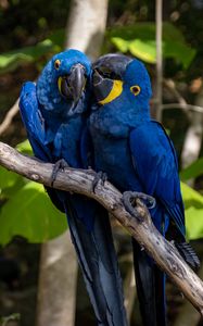 Preview wallpaper macaw, parrots, birds, beaks, branch, blue