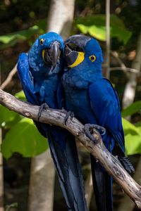 Preview wallpaper macaw, parrots, birds, beaks, branch, blue