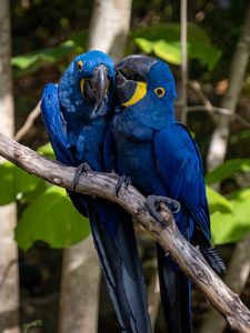 Preview wallpaper macaw, parrots, birds, beaks, branch, blue