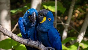 Preview wallpaper macaw, parrots, birds, beaks, branch, blue