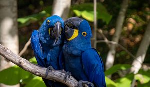 Preview wallpaper macaw, parrots, birds, beaks, branch, blue
