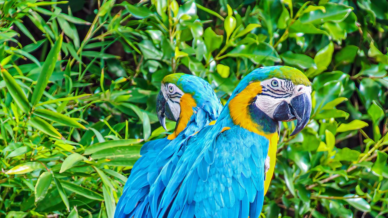 Wallpaper macaws, parrots, birds, bright, stump