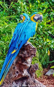 Preview wallpaper macaws, parrots, birds, bright, stump