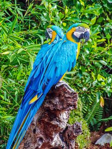 Preview wallpaper macaws, parrots, birds, bright, stump