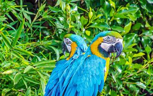 Preview wallpaper macaws, parrots, birds, bright, stump