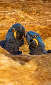 Preview wallpaper macaws, parrots, birds