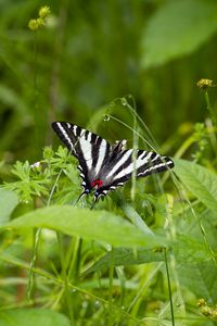 Preview wallpaper machaon, butterfly, wings, grass, beautiful