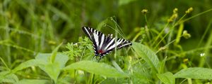 Preview wallpaper machaon, butterfly, wings, grass, beautiful