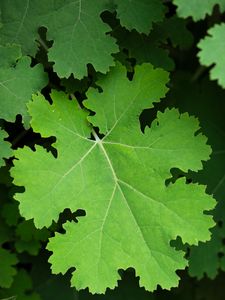 Preview wallpaper macleya, leaves, green, shadows