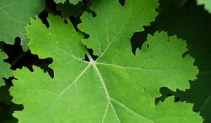 Preview wallpaper macleya, leaves, green, shadows